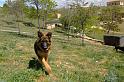 Residencia Canina Madrid